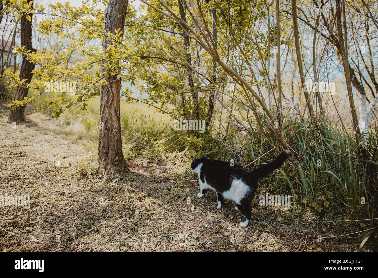 The bicolor cat passing by the bushes in the park. Stock Photo