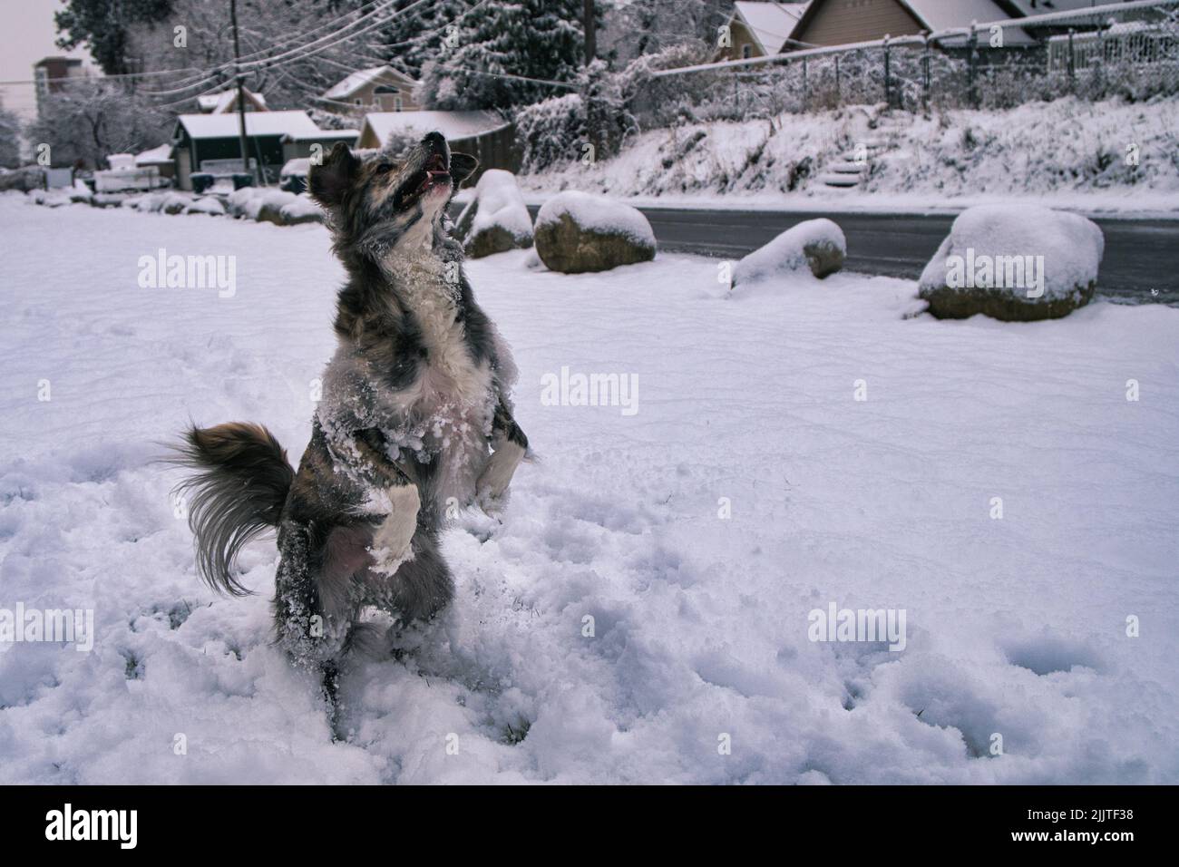 A closeup shot of a cute dog playing in the snow Stock Photo