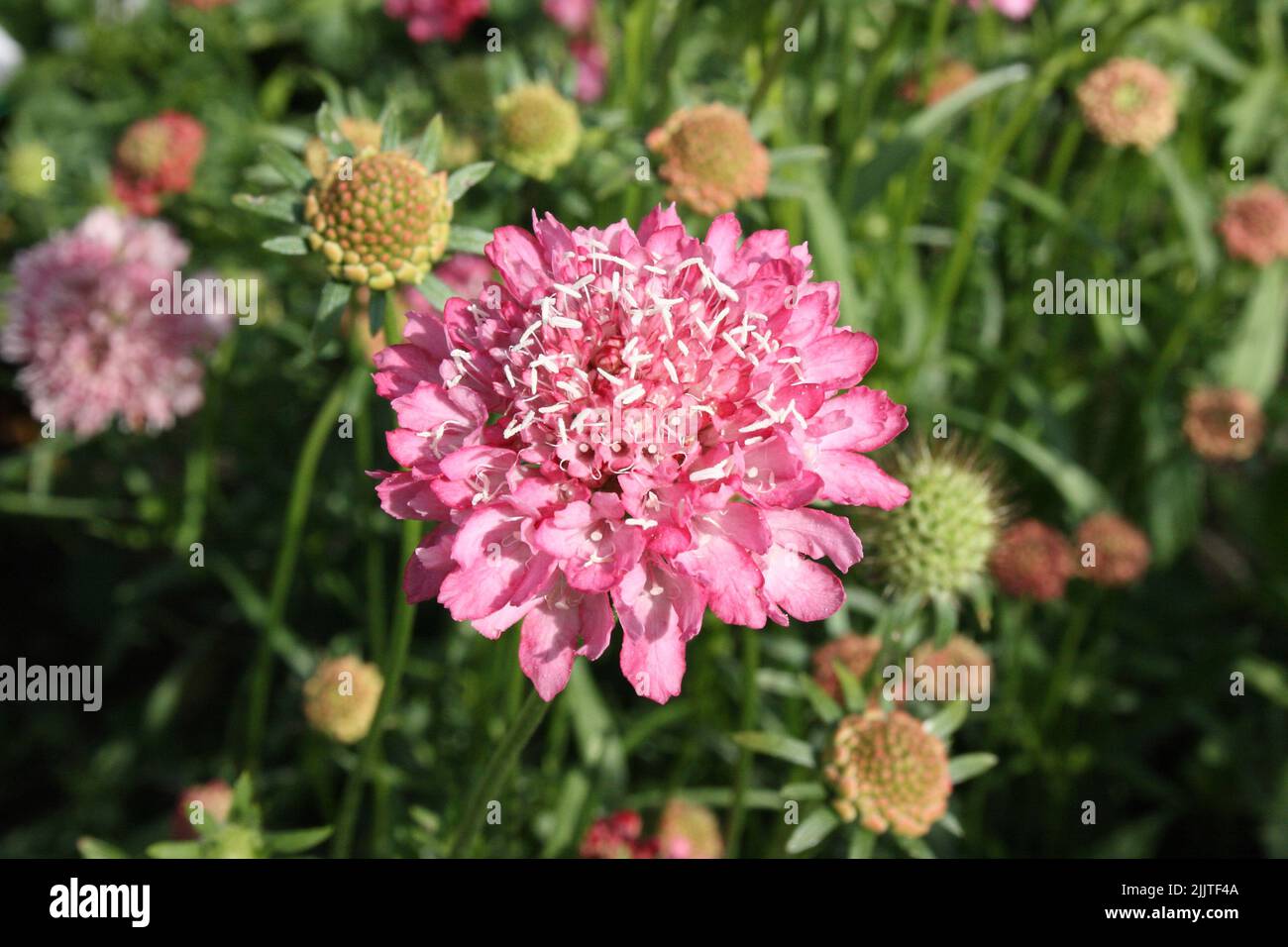 Scabiosa atropurpurea pincushion flower hires stock photography and