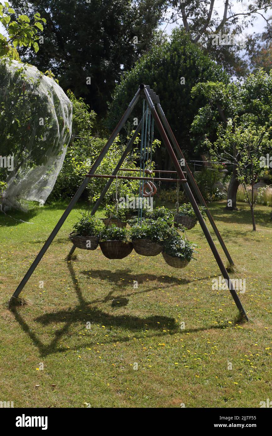 Tomatina Baby Tomatoes growing in Hanging Baskets on A Swing Set in Garden Surrey England Stock Photo