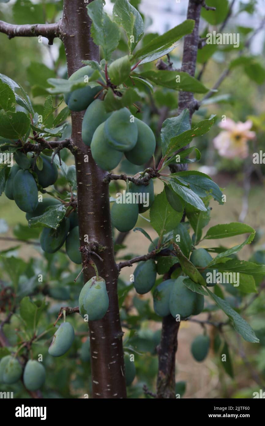 Victoria Plum Tree with Unripe Fruit Surrey England Stock Photo Alamy