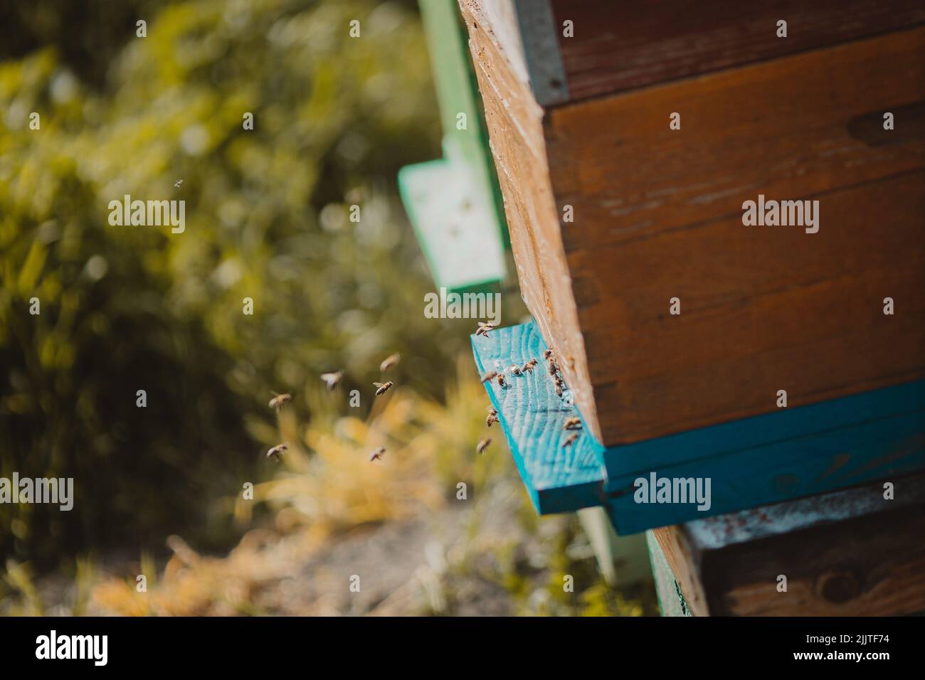 Summer flying insects hi-res stock photography and images - Alamy