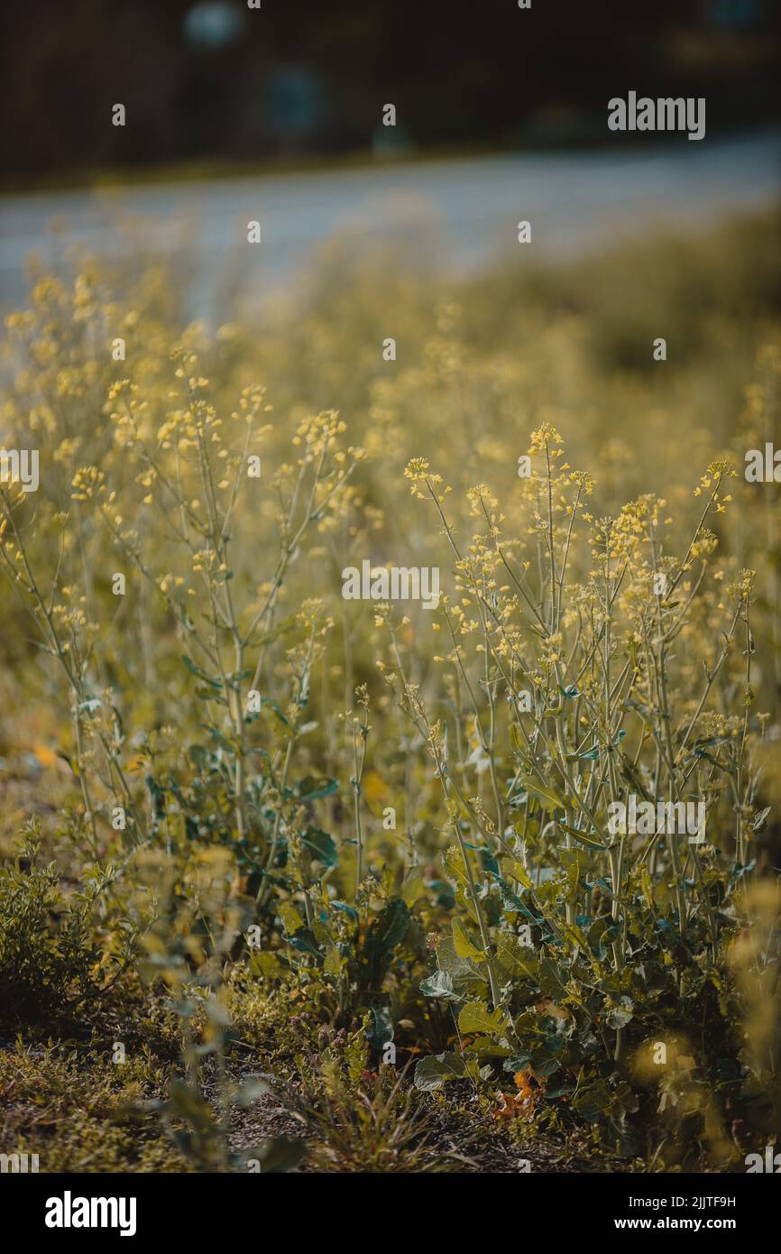 A vertical closeup of the yellowish wildflowers in the green meadow. Brassicaceae. Stock Photo