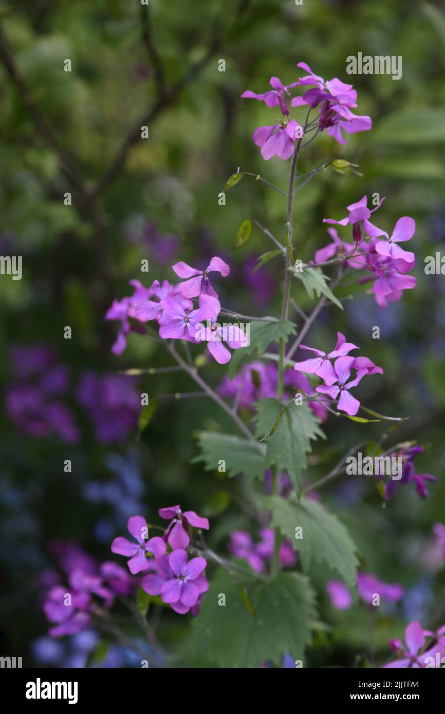 Purple Honesty (Lunaria Annua)  Flowers Growing Surrey England Stock Photo