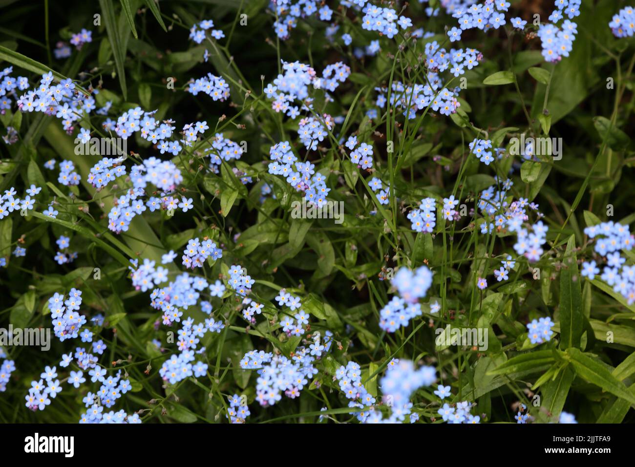 Forget Me Nots Flowers Surrey England Stock Photo