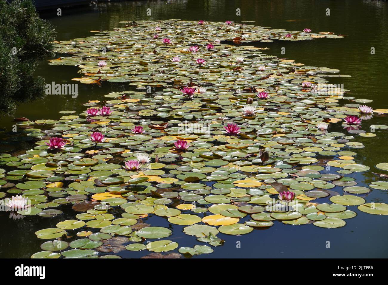 The water lilies on the pond Stock Photo