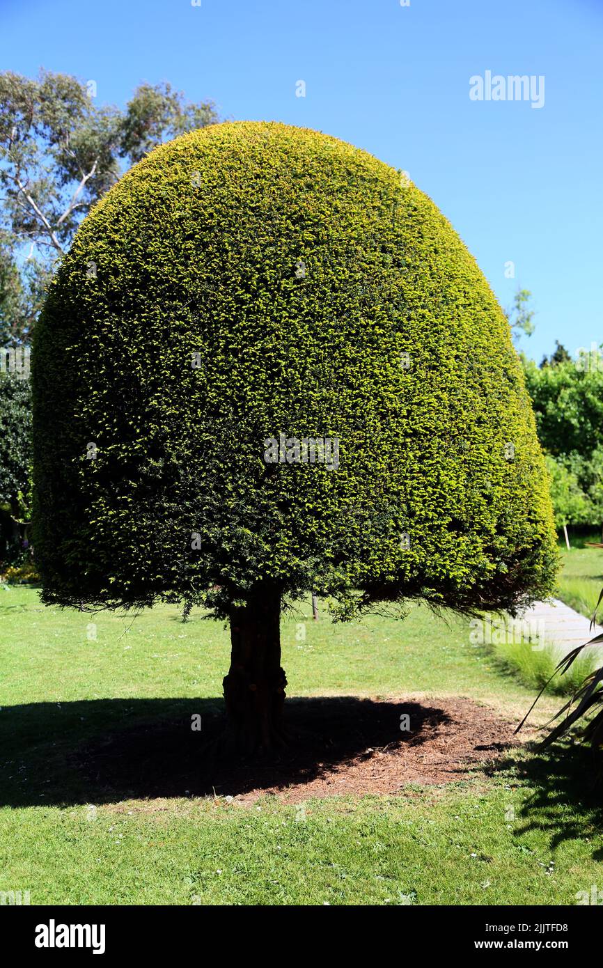 A shaped Yew Tree (Taxus Baccata) in Garden on a Sunny day  Surrey England Stock Photo