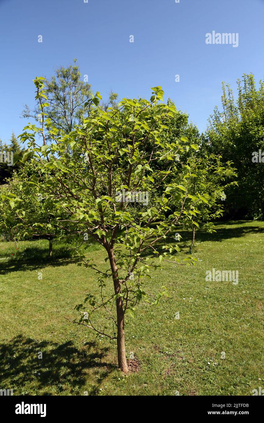 Mulberry Tree in Spring in Garden Surrey England Stock Photo