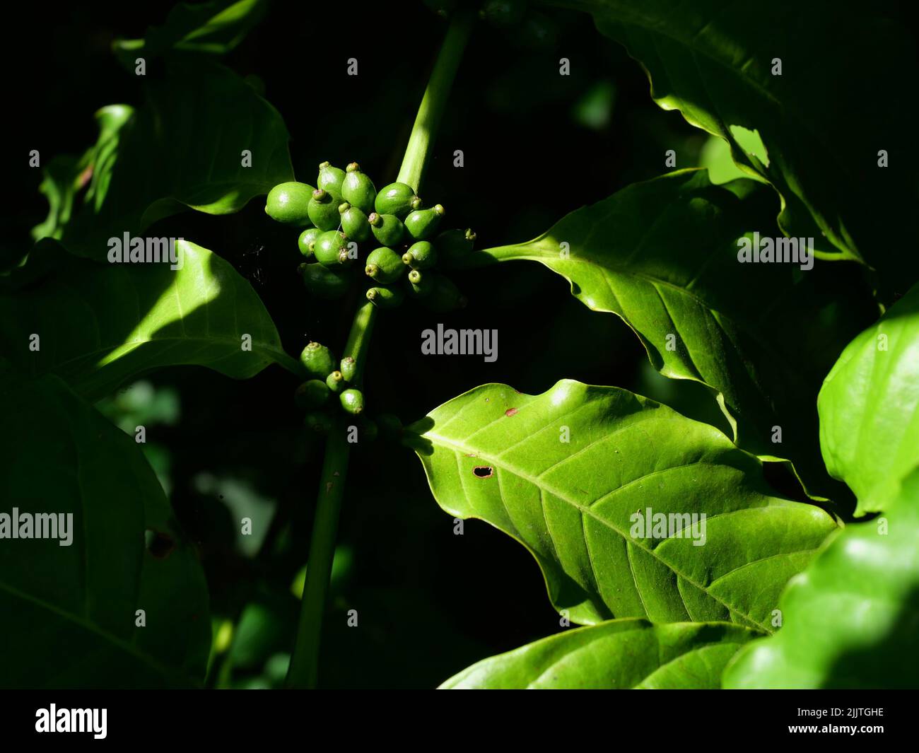 Raw and ripe green color coffee cherry beans on tree plantation with black background in Thailand Stock Photo