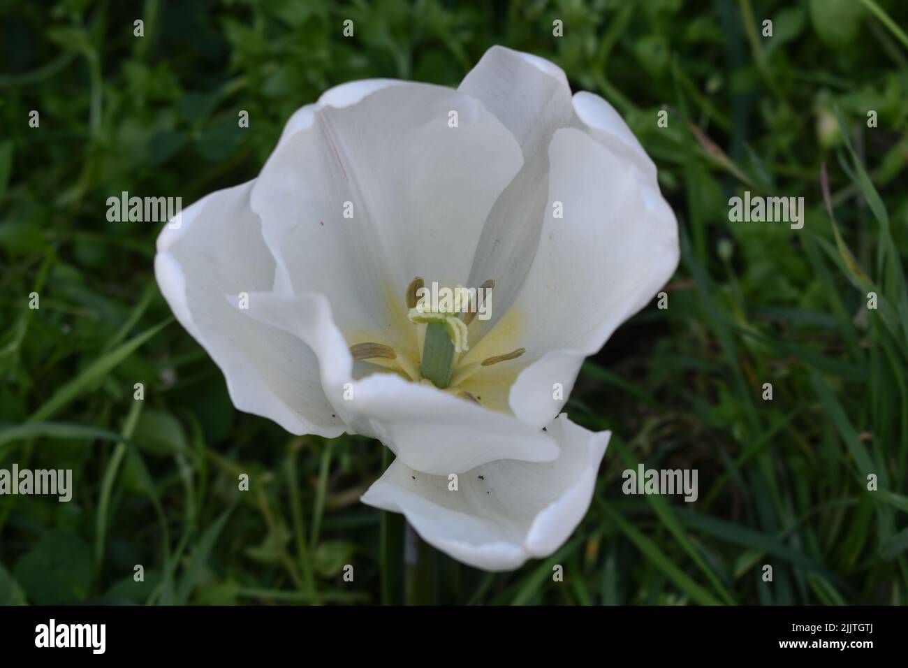 Liliaceae nature hi-res stock photography and images - Alamy