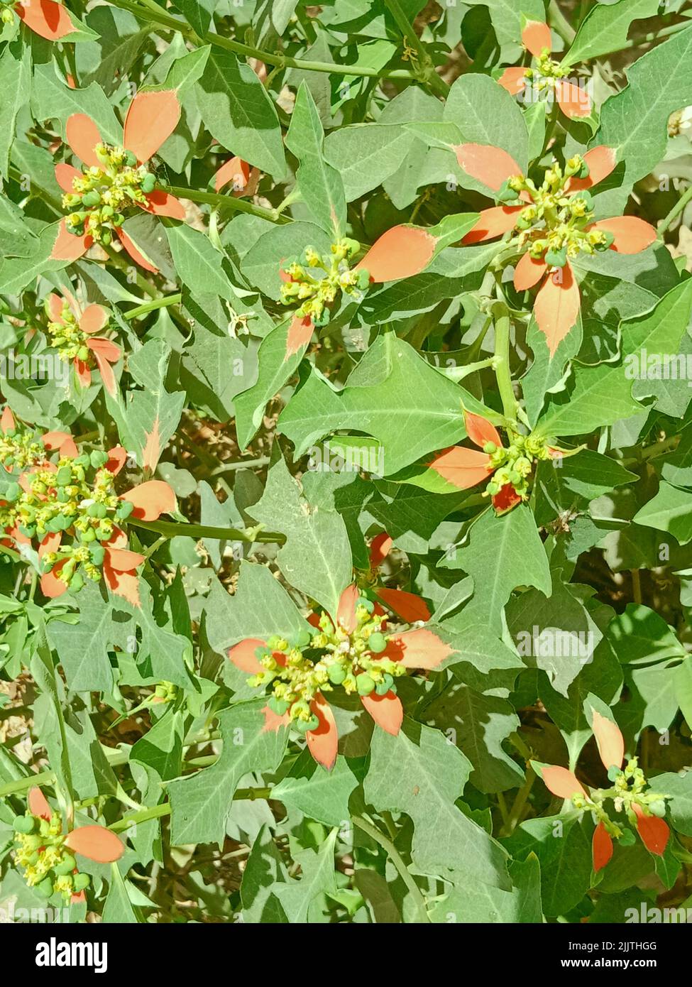 A shrub of dwarf poinsettia plant with tiny green blossoms Stock Photo