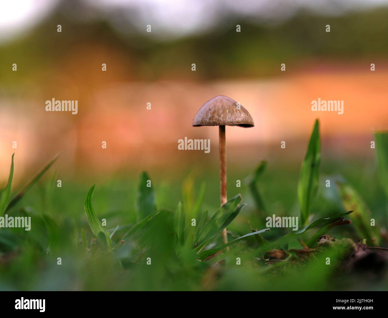 A closeup shot of a small mushroom on the blurry background Stock Photo