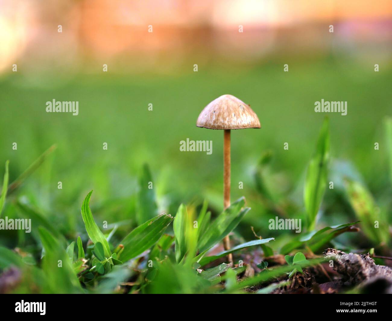 A closeup shot of a small mushroom on the blurry background Stock Photo