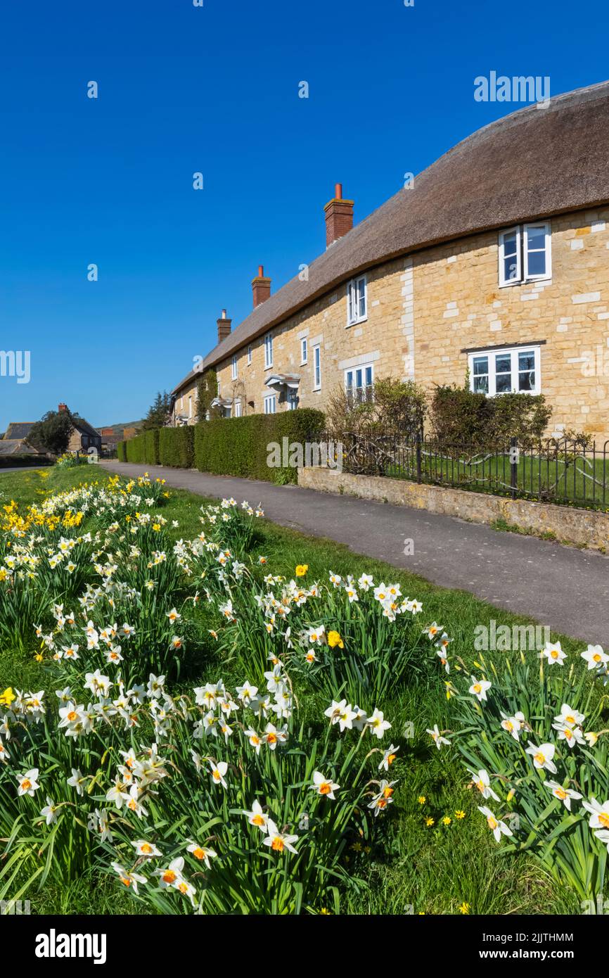 England, Dorset, Abbotsbury, Row of Thatched Roof Houses with Daffodils