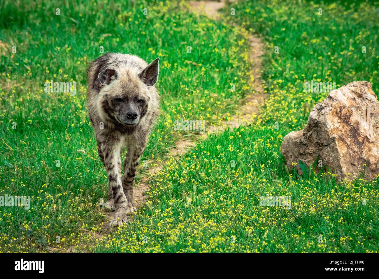 A wild hyena with an injured ear walking along a path in a park