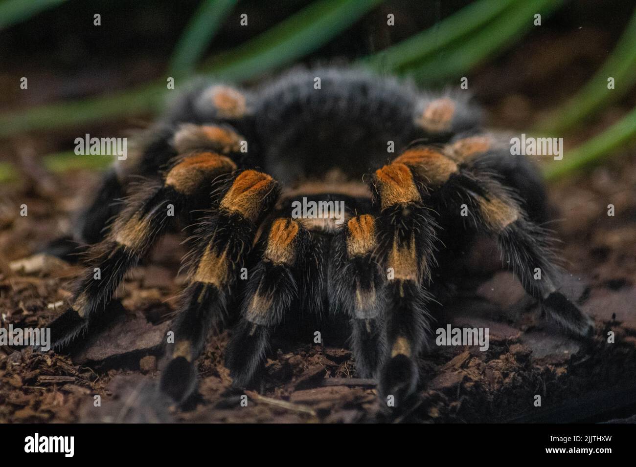 A closeup shot of a Smith's Redknee Tarantula in a blurred background Stock Photo