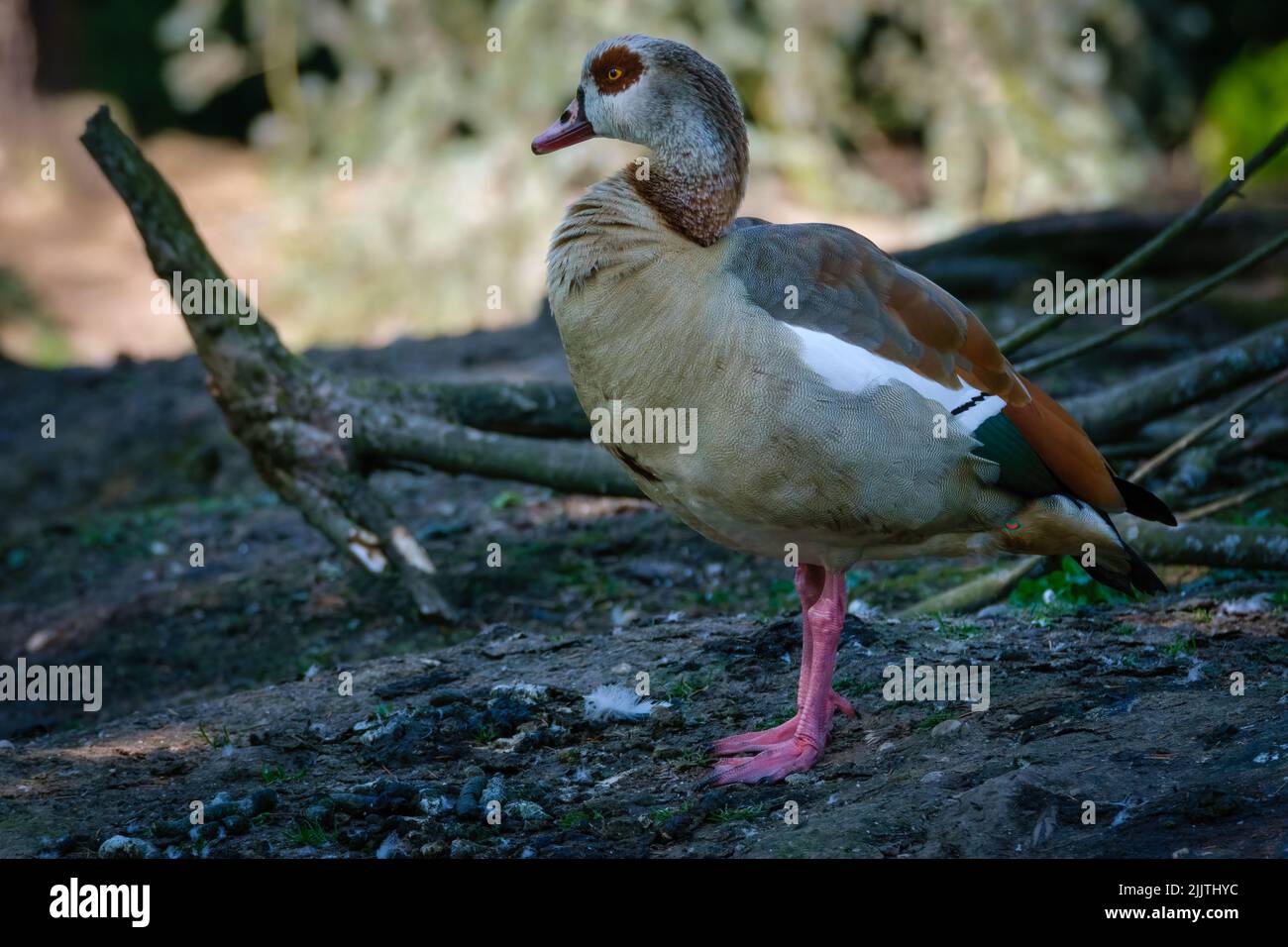 A Egyptian goose in a rural area in a blurred background Stock Photo