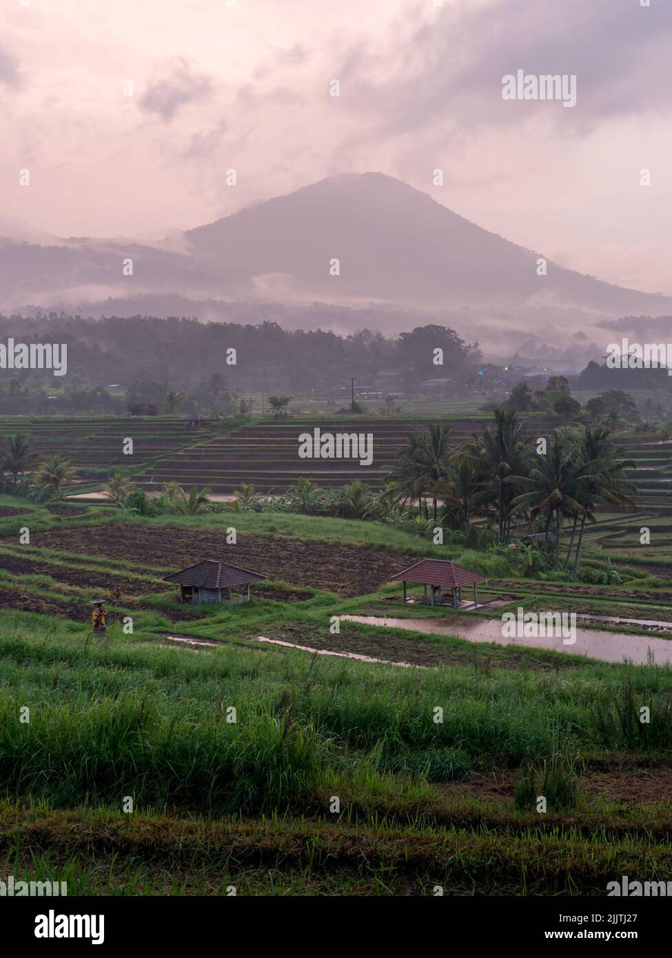 A beautiful landscape of rice fields in Bali, Indonesia Stock Photo - Alamy