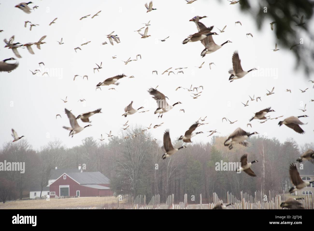 A flock of birds flying in a rural area on a foggy day Stock Photo