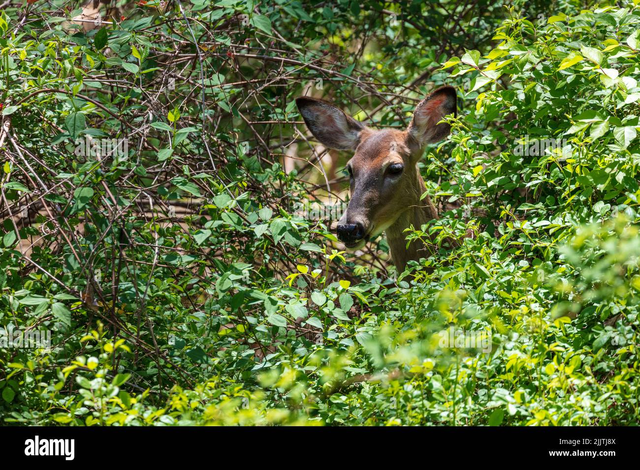 A cute deer hiding behind the bushes with green leaves in the forest Stock Photo