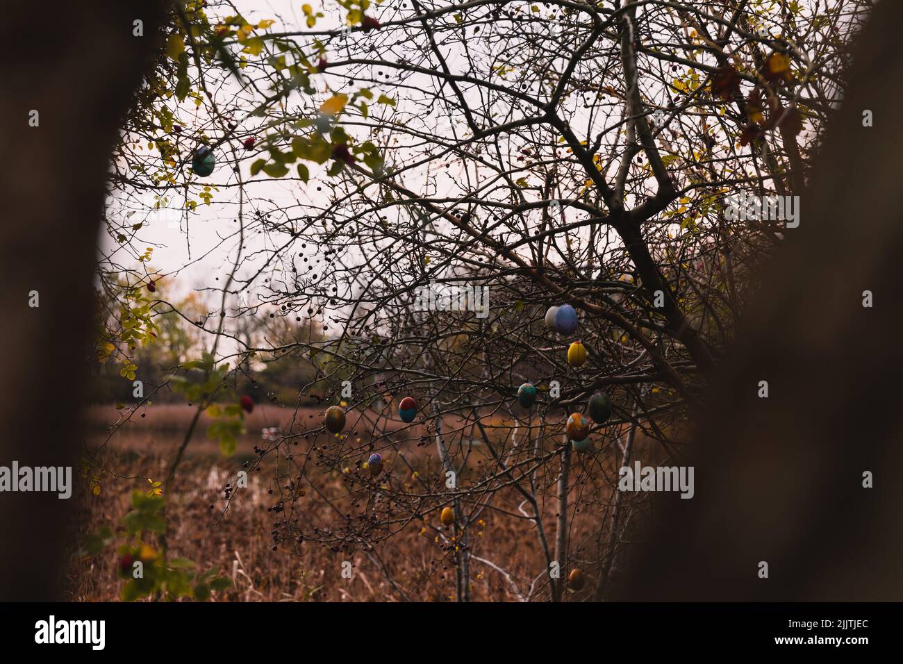The Easter eggs hanging on tree branches in the forest Stock Photo