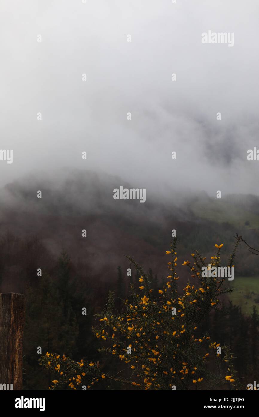 A gray clouds over mountain and trees in a foggy day Stock Photo