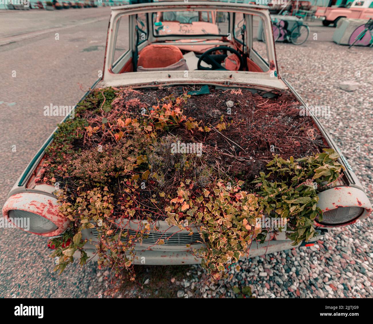 An old plants and leaves in a damaged vintage car in the street Stock
