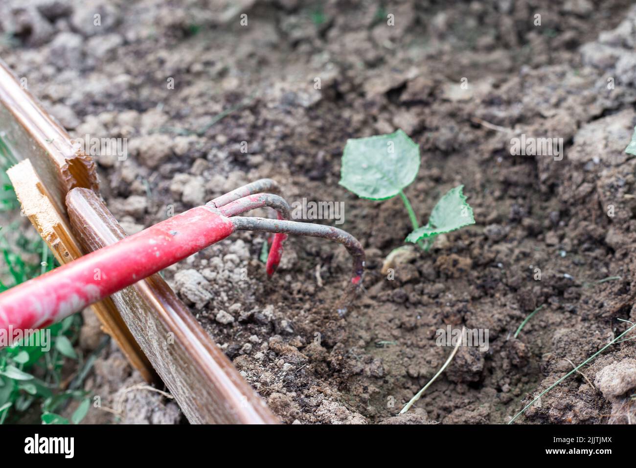 Cultivating the land in the garden with a hoe Stock Photo