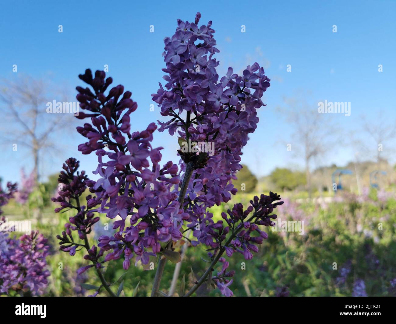 A branch of beautiful Lilac flowers in spring in a blurred background Stock Photo