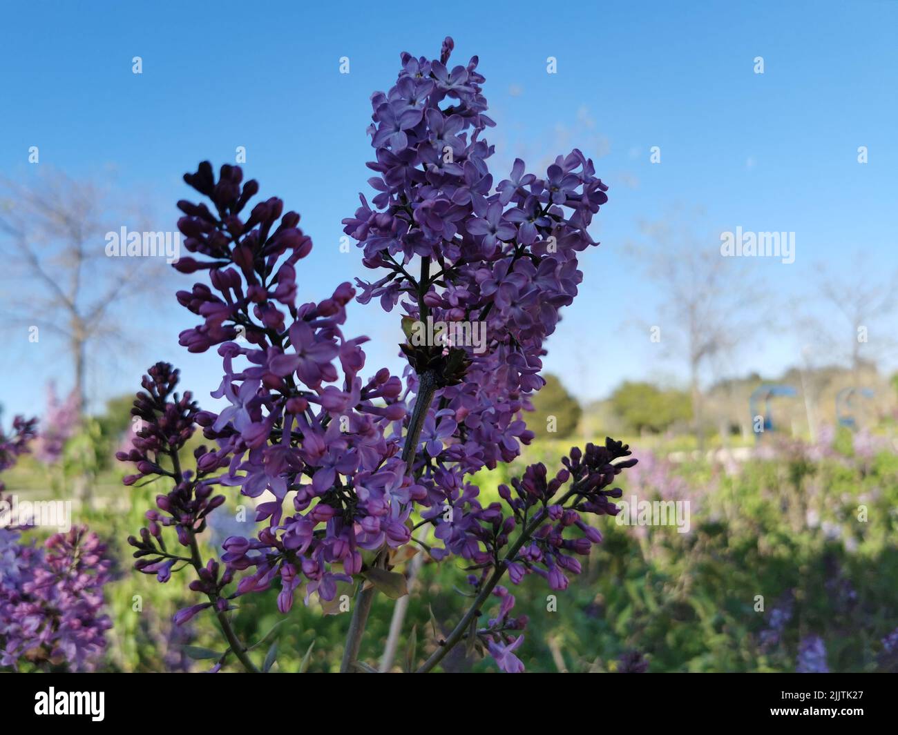 A branch of beautiful Lilac flowers in spring in a blurred background Stock Photo