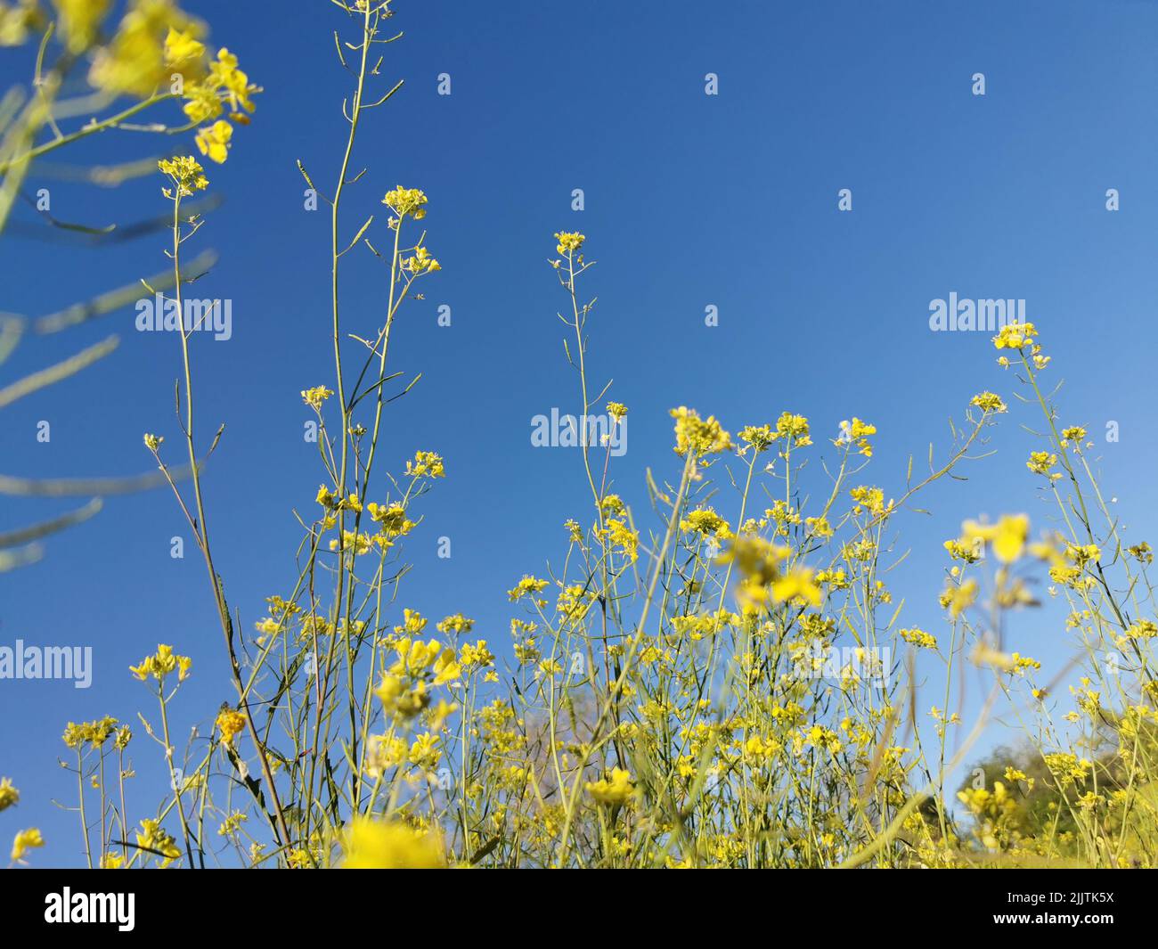 A scenic view of yellow rapeseed flowers in blue sky background on a field Stock Photo