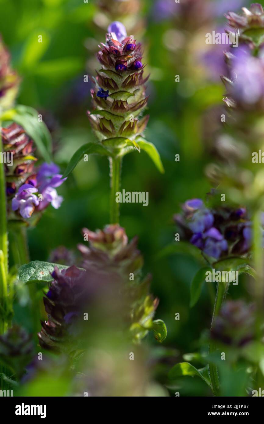 A vertical selective focus shot of Heal-all flowers Stock Photo