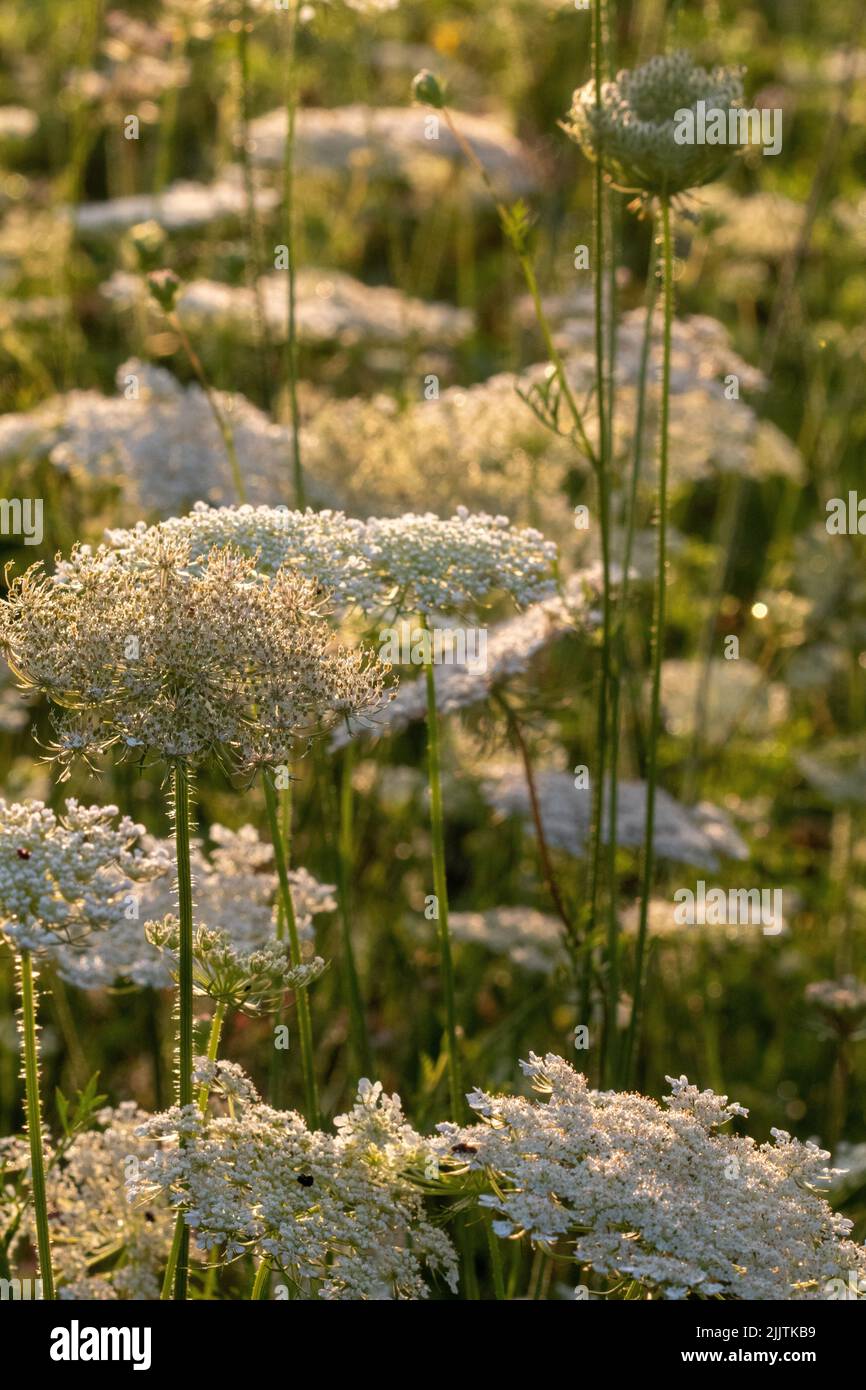 Sunlight and wildflowers hi-res stock photography and images - Alamy