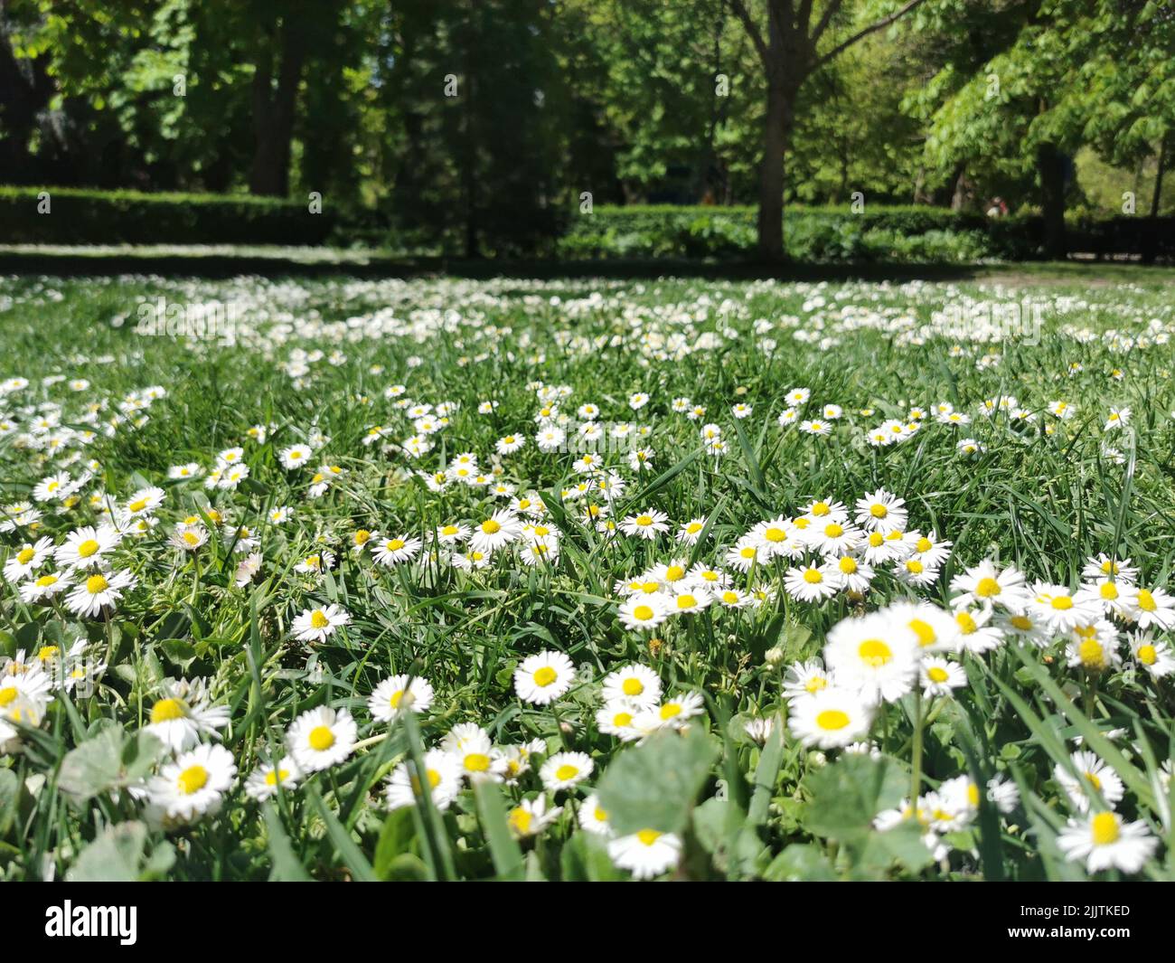 A scenic view of beautiful white daisy flowers on a field in a park