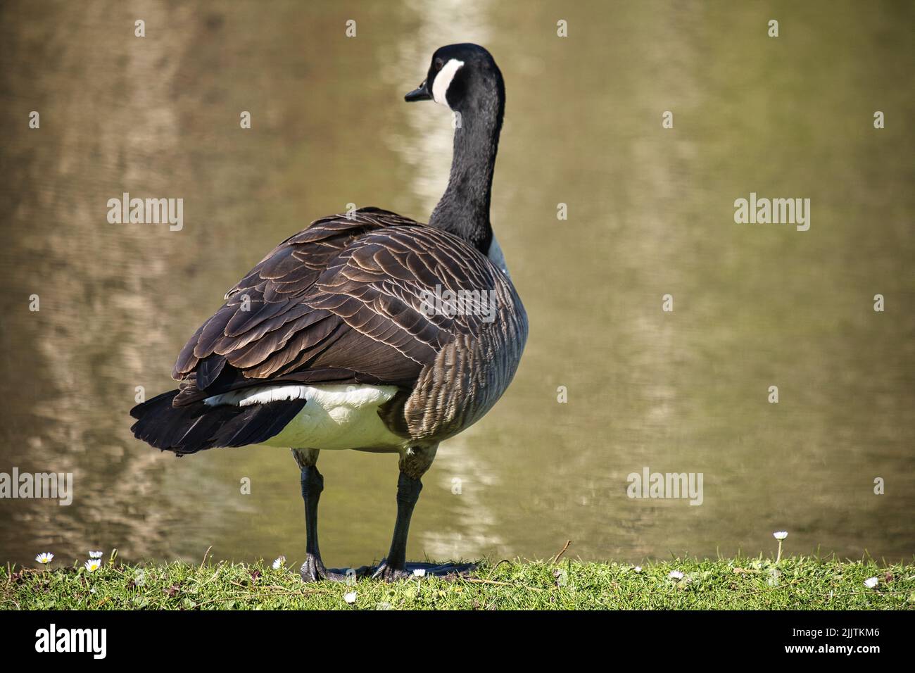 A closeup of a cute Canadian goose perched on grass by a lake on a sunny day Stock Photo