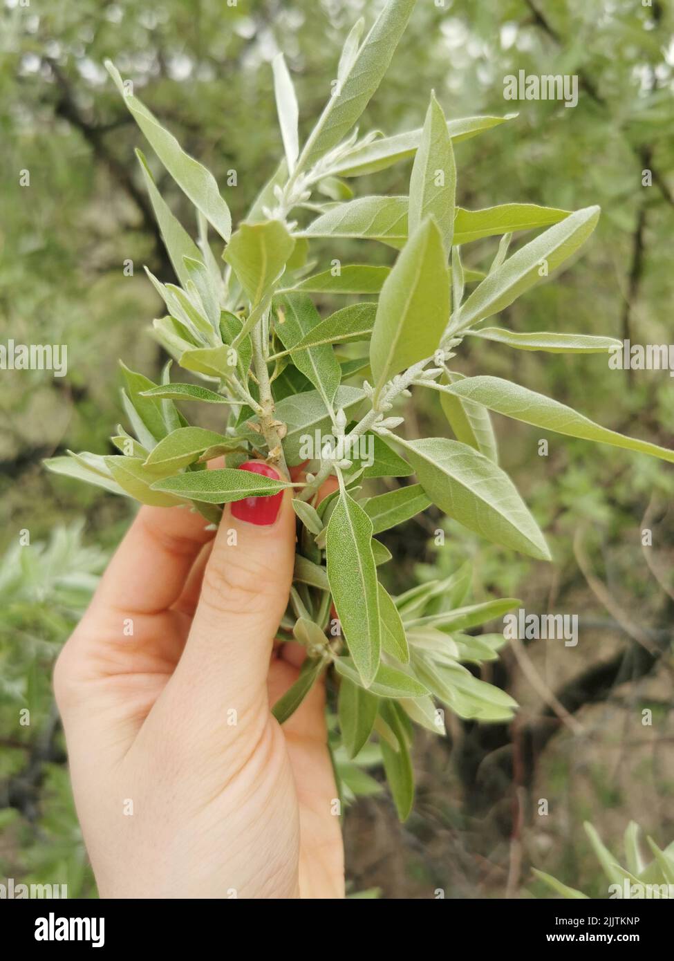 A vertical closeup of a hand holding Russian olive (Elaeagnus angustifolia) tree leaves Stock Photo
