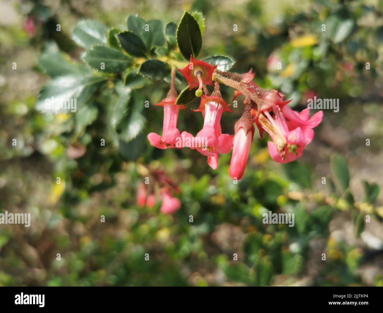A closeup of growing Red Escallonia (Escallonia rubra) flowers in a garden Stock Photo