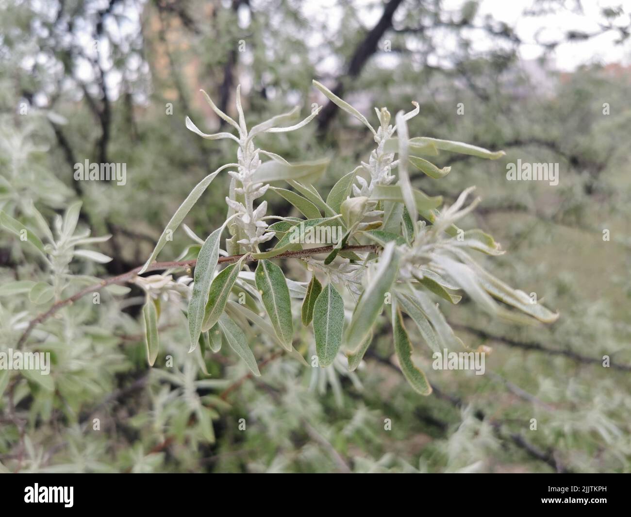 A closeup of Russian olive (Elaeagnus angustifolia) tree leaves Stock Photo Alamy