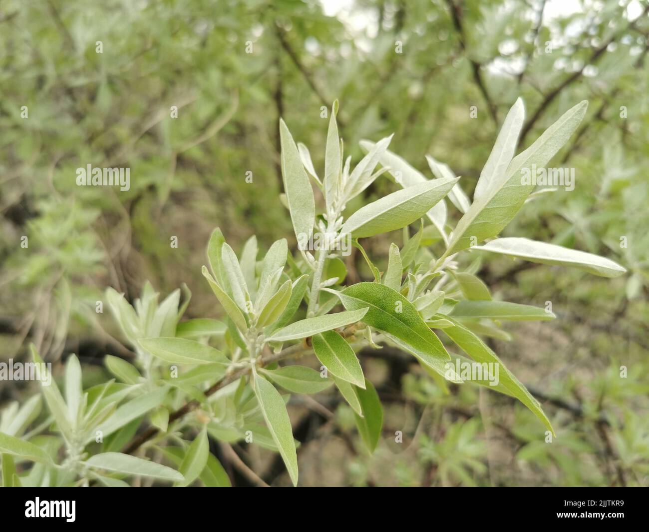 A closeup of Russian olive (Elaeagnus angustifolia) tree leaves Stock Photo