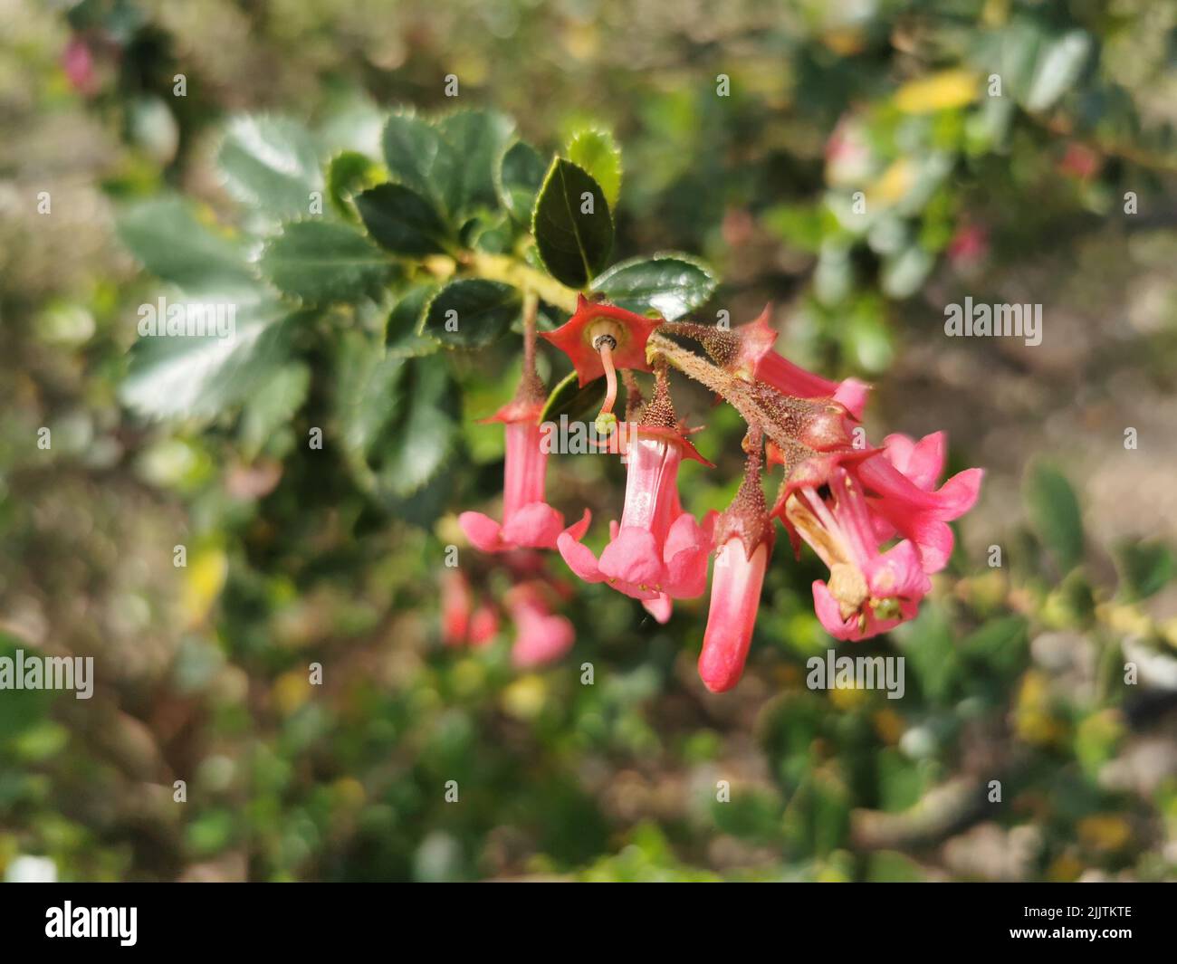 A closeup of growing Red Escallonia (Escallonia rubra) flowers in a garden Stock Photo