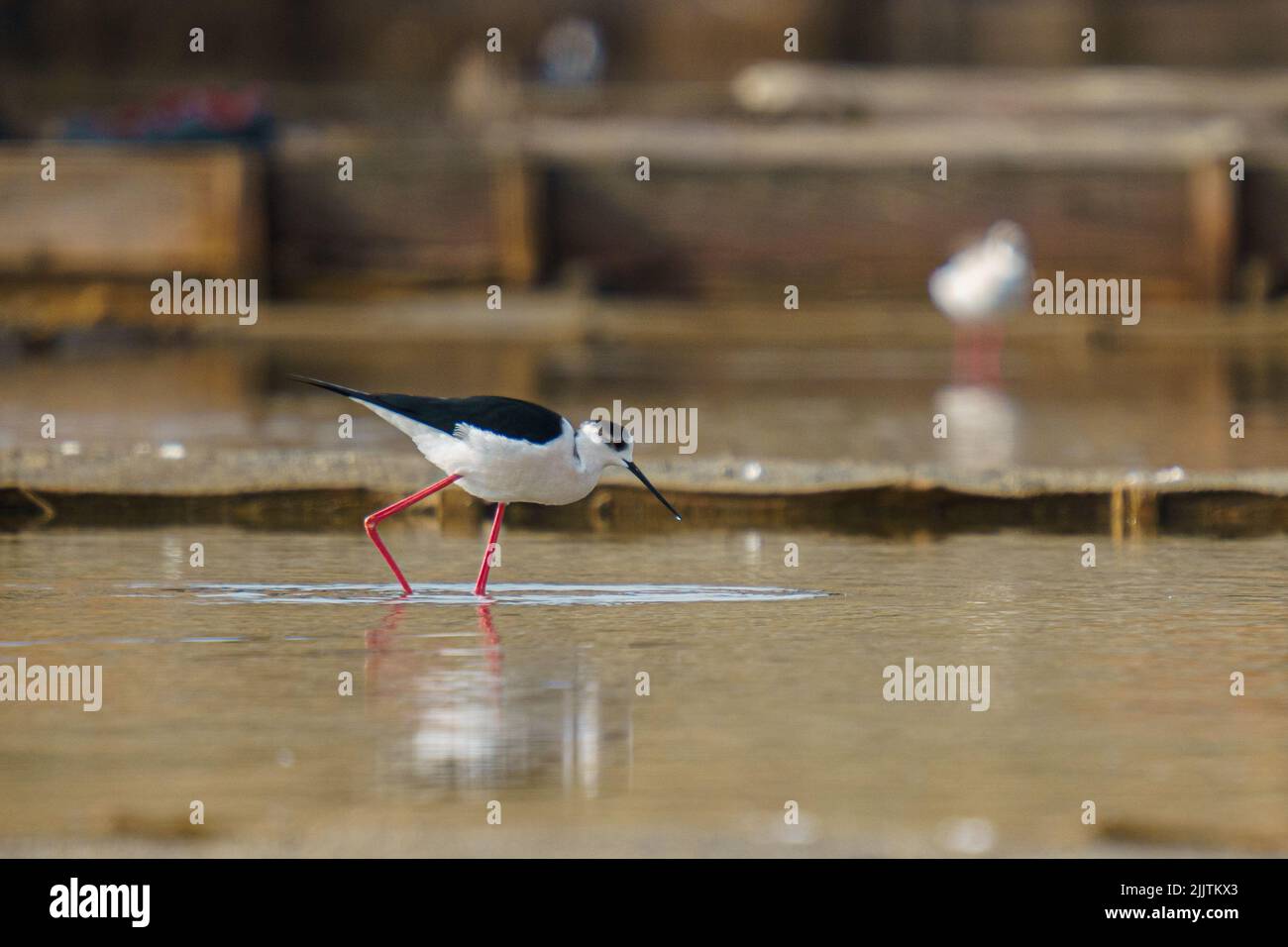 A beautiful black and white stilt walker bird drinking from a river on
