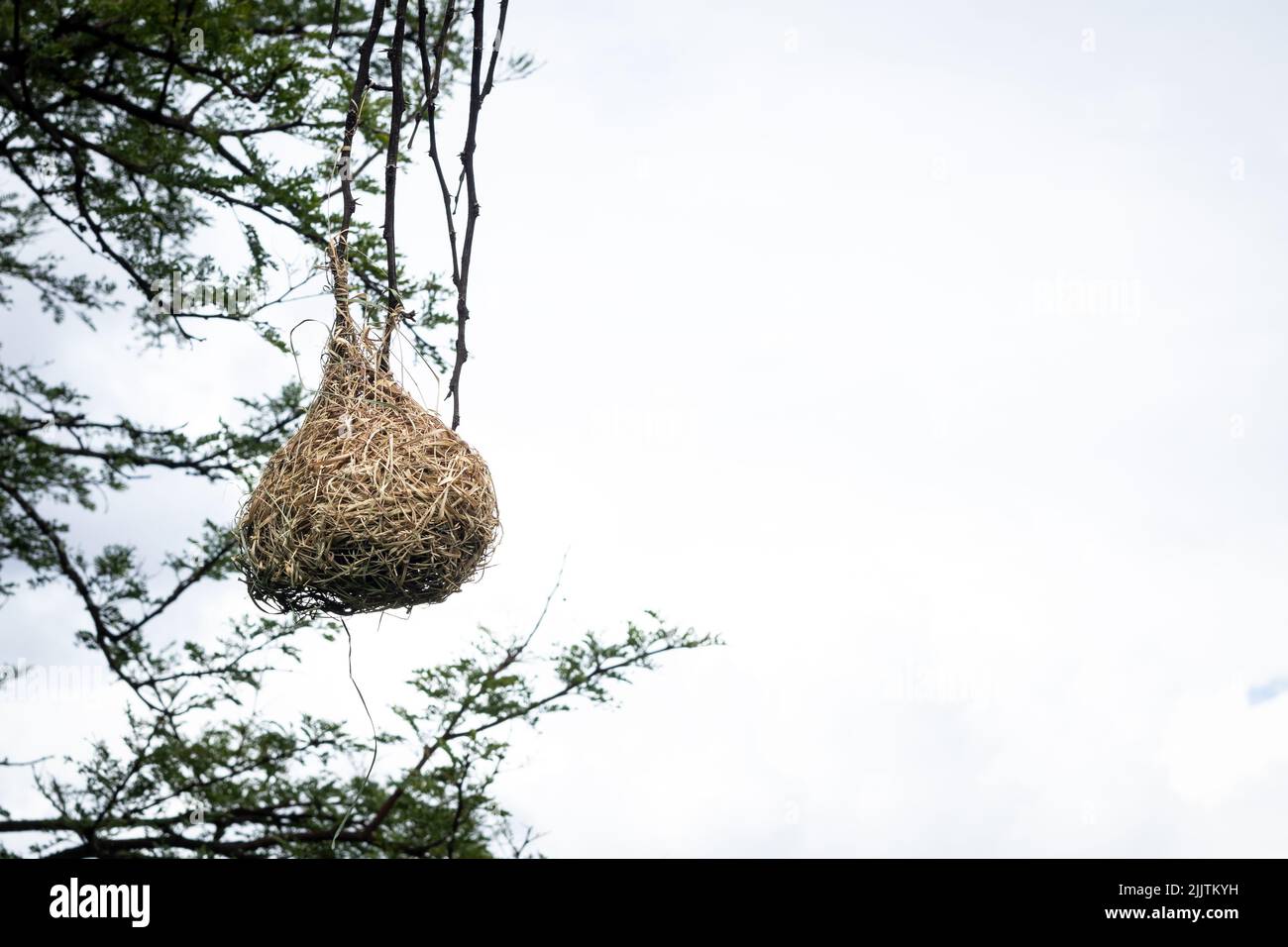 Hanging bird nest hires stock photography and images Alamy