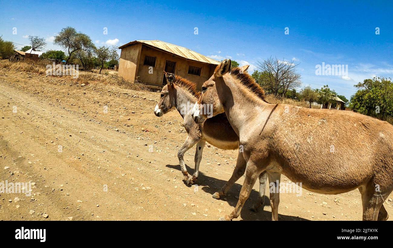 The two donkeys walking in Tanzania Stock Photo