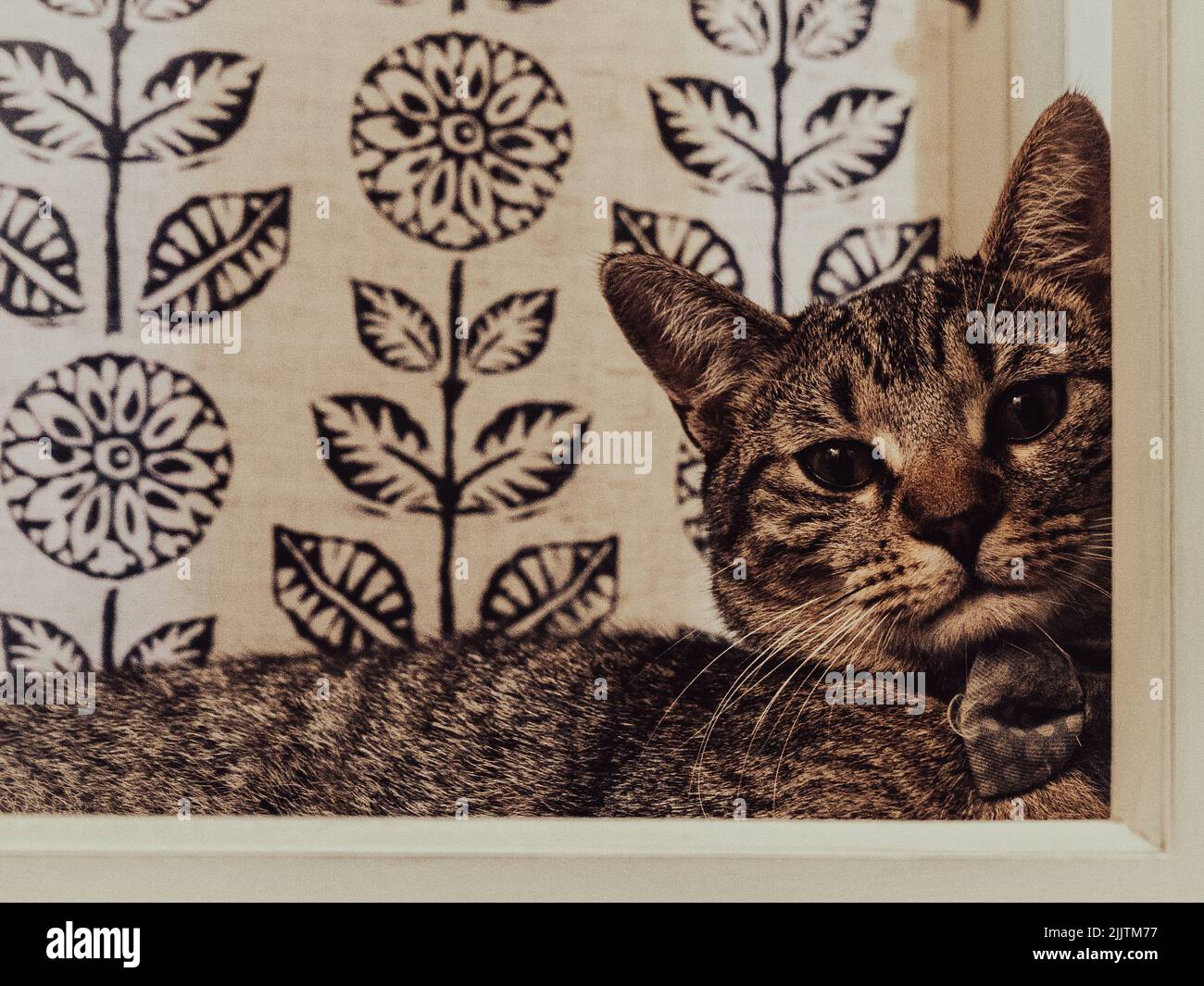 The silver tabby cat with the yellow eyes portrait Stock Photo - Alamy
