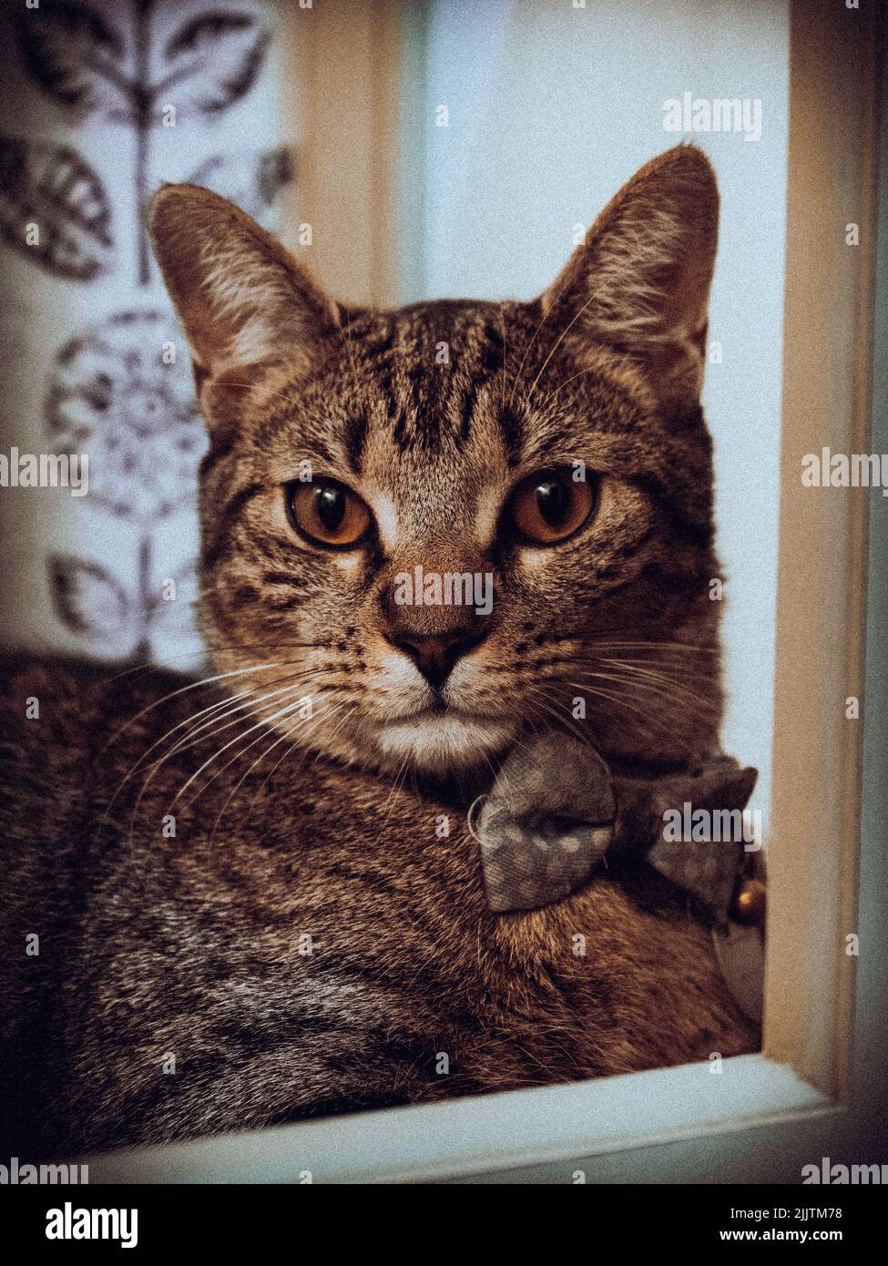 The silver tabby cat with the yellow eyes portrait Stock Photo - Alamy