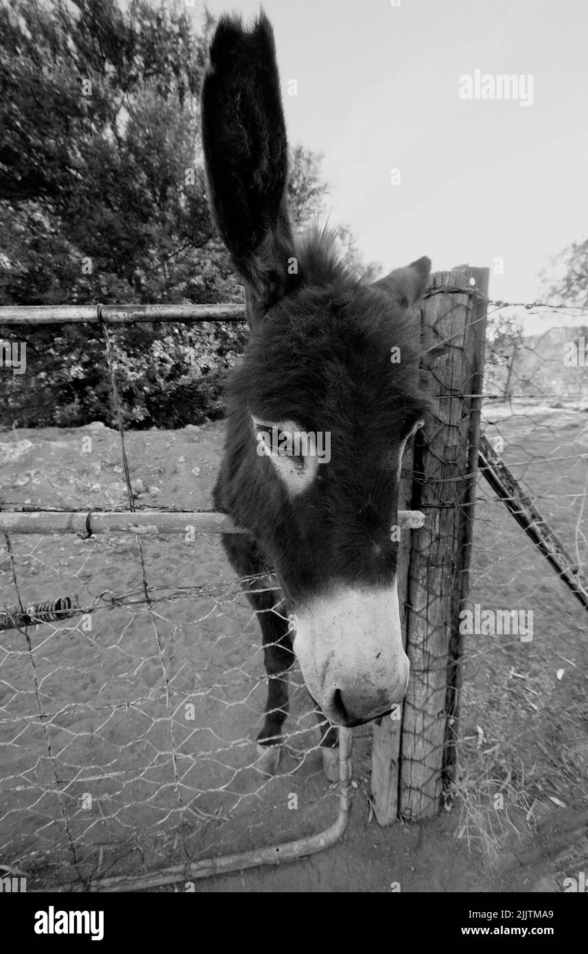 A grayscale vertical shot of a cute donkey Stock Photo