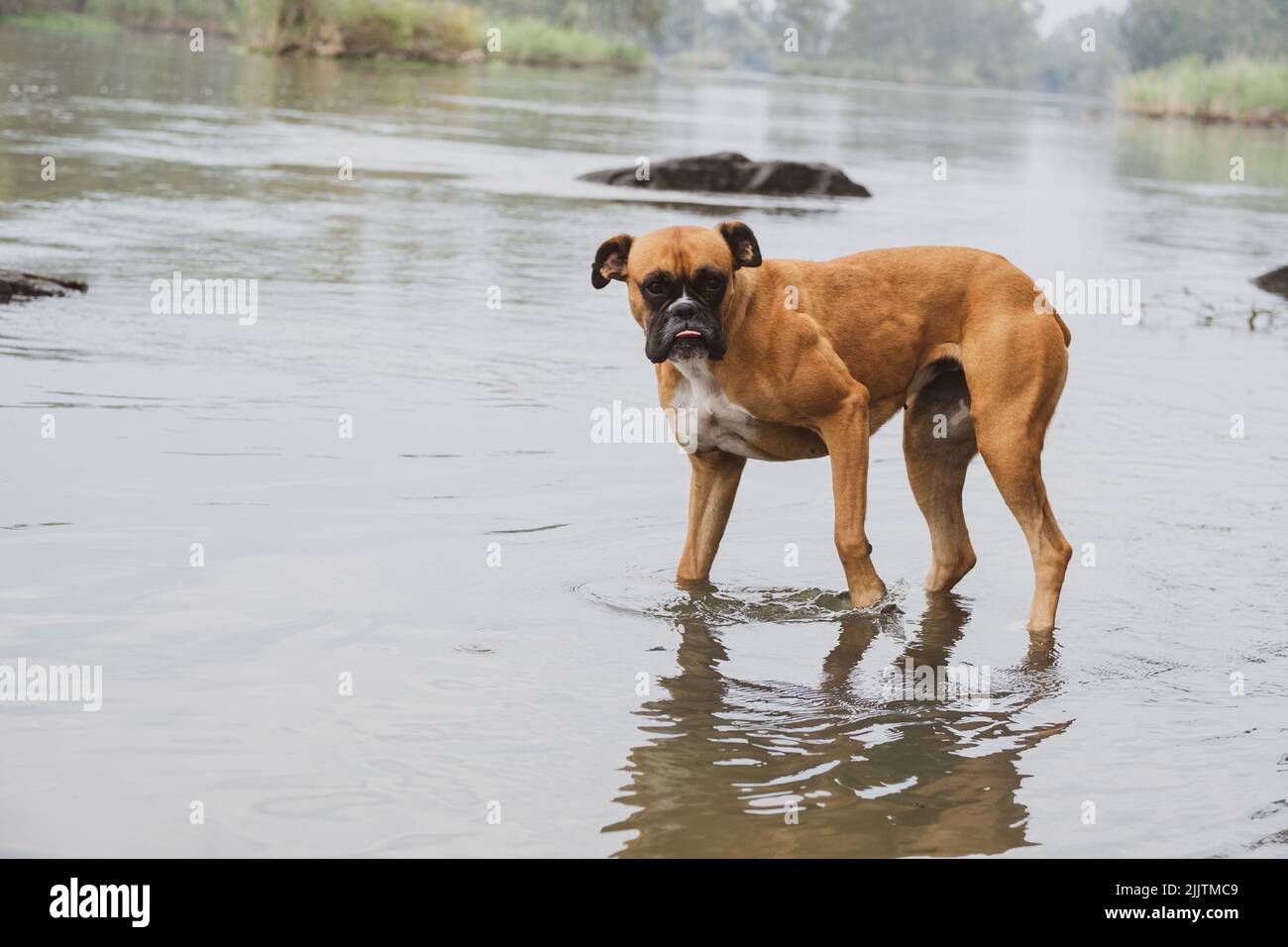 A closeup of a Bullmastiff guard dog in the water Stock Photo