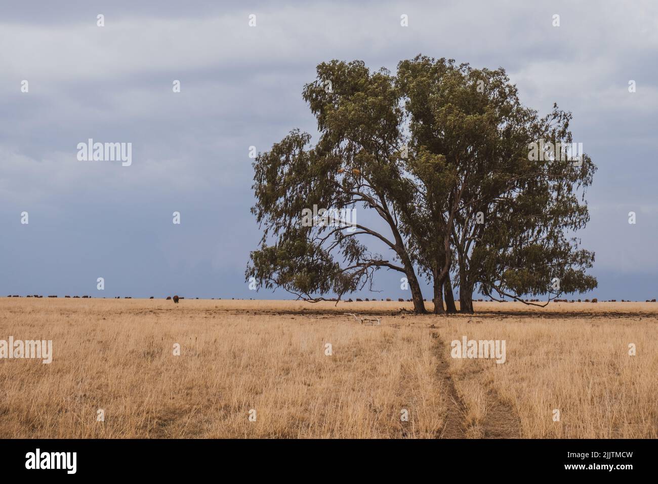 An Eucalyptus tree growing on an arid field Stock Photo Alamy