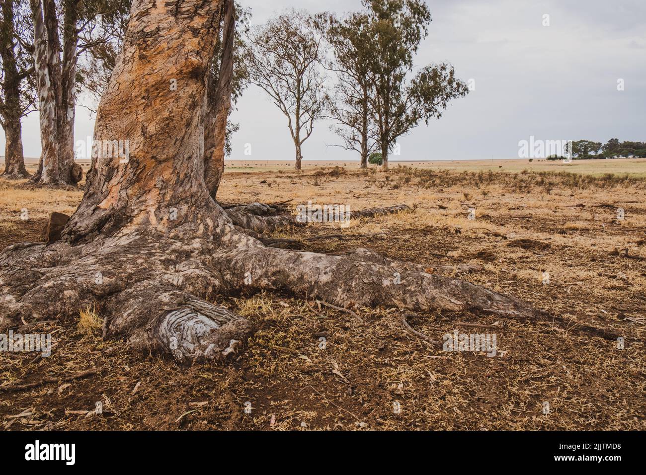 An old tree roots in a field with dry grass Stock Photo Alamy
