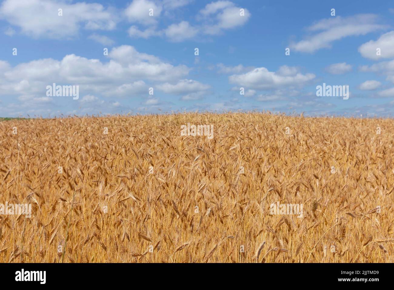 Field of Golden wheat under the blue sky and clouds. Wheat field and ...
